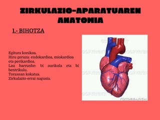 ZIRKULAZIO-APARATUAREN
ANATOMIA
1.- BIHOTZA
Egitura konikoa.
Hiru geruza: endokardioa, miokardioa
eta perikardioa.
Lau barrunbe: bi aurikula eta bi
bentrikulu.
Toraxean kokatua.
Zirkulazio-errai nagusia.
 