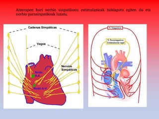 Atzerapen hori nerbio sinpatikoen estimulazioak txikiagotu egiten du eta
nerbio parasinpatikoak luzatu.
 