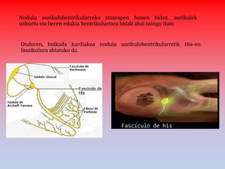 Nodulu aurikulobentrikularreko atzerapen honen bidez, aurikulek
uzkurtu eta beren edukia bentrikuluetara bidali ahal izango dute.
Ondoren, bulkada kardiakoa nodulu aurikulobentrikularretik His-en
faszikulura abiatuko da.
 