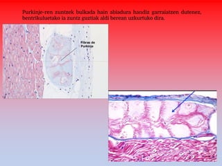 Purkinje-ren zuntzek bulkada hain abiadura handiz garraiatzen dutenez,
bentrikuluetako ia zuntz guztiak aldi berean uzkurtuko dira.
 