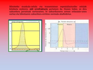 Bihotzeko muskulu-zelula eta transmisioan espezializaturiko zelulak
kitzikatu ondoren, aldi errefraktario gertatzen da. Honen bidez, ez dira
uzkurdura jarraituak sortarazten, bi uzkurduraren artean erlaxazio-unea
sortuz eta bihotzaren uzkurdura-erritmo normala ahalbidetuz.
 