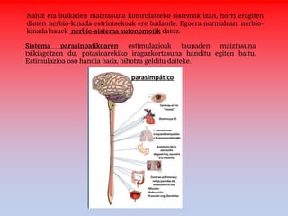 Nahiz eta bulkaden maiztasuna kontrolatzeko sistemak izan, horri eragiten
dioten nerbio-kinada estrintsekoak ere badaude. Egoera normalean, nerbio-
kinada hauek nerbio-sistema autonomotik datoz.
Sistema parasinpatikoaren estimulazioak taupaden maiztasuna
txikiagotzen du, potasioarekiko iragazkortasuna handitu egiten baitu.
Estimulazioa oso handia bada, bihotza gelditu daiteke.
 