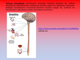 Sistema sinpatikoak aurrekoaren kontrako funtzioa betetzen du: nodulu
sinusalaren despolarizazio-maiztasuna handitu egiten du, takikardia sorraraziz.
Bulkada kardiakoaren transmisio-abiadura handitu egingo du, aurikula eta
bentrikuluen uzkurketen arteko atzerapena murriztuz.
https://www.youtube.com/watch?v=1I1t94K9FJo
Adibide bat.
 