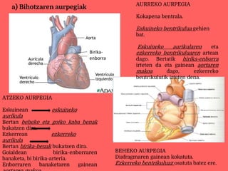 a) Bihotzaren aurpegiak AURREKO AURPEGIA
Kokapena bentrala.
Eskuineko bentrikulua gehien
bat.
Eskuineko aurikularen eta
ezkerreko bentrikuluaren artean
dago. Bertatik birika-enborra
irteten da eta gainean aortaren
makoa dago, ezkerreko
bentrikulutik irteten dena.
ATZEKO AURPEGIA
Eskuinean eskuineko
aurikula
Bertan beheko eta goiko kaba benak
bukatzen dira.
Ezkerrean ezkerreko
aurikula
Bertan birika-benak bukatzen dira.
Goialdean birika-enborraren
banaketa, bi birika-arteria.
Enborraren banaketaren gainean
Birika-
enborra
BEHEKO AURPEGIA
Diafragmaren gainean kokatuta.
Ezkerreko bentrikuluaz osatuta batez ere.
 