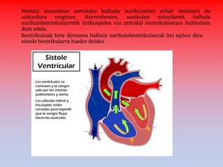 Nodulu sinusalean sortutako bulkada aurikuluetan zehar hedatzen da
uzkurdura eraginez. Horrenbestez, aurikulen uzkurketek balbula
aurikulobentrikularretik (trikuspidea eta mitrala) bentrikuluetara bultzatzen
dute odola.
Bentrikuluak bete direnean balbula aurikulobentrikularrak itxi egiten dira,
sistole bentrikularra hasiko delako.
 