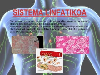 SISTEMA LINFATIKOA
Gorputzeko ehunetan , gasen eta elikagaien elkartrukearen ondoren,
ehunen odol-kapilarretatik linfa likidoa ateratzen da.
Linfa bereizten da odoletik, ur gehiago eta albumina gutxiago dauzkalako
eta linfozitoak bakarrik dauzkalako. Linfan ere koagulatzeko gaitasuna
duen fibrinogenoa agertzen da.
 