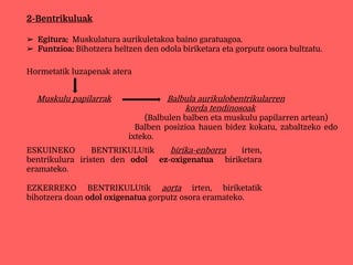 2-Bentrikuluak
➢ Egitura: Muskulatura aurikuletakoa baino garatuagoa.
➢ Funtzioa: Bihotzera heltzen den odola biriketara eta gorputz osora bultzatu.
Hormetatik luzapenak atera
Muskulu papilarrak Balbula aurikulobentrikularren
korda tendinosoak
(Balbulen balben eta muskulu papilarren artean)
Balben posizioa hauen bidez kokatu, zabaltzeko edo
ixteko.
ESKUINEKO BENTRIKULUtik birika-enborra irten,
bentrikulura iristen den odol ez-oxigenatua biriketara
eramateko.
EZKERREKO BENTRIKULUtik aorta irten, biriketatik
bihotzera doan odol oxigenatua gorputz osora eramateko.
 