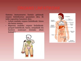ORGANO LINFATIKOAK
Sistema immunearen funtzio gehienak
organo linfatikoetan gauzatzen dira. Bi
talde nagusitan banatzen dira:
• Lehen mailako organo linfatikoak: timoa
eta hezur-muina.
• Bigarren mailako organo linfatikoak:
gongoil linfatikoak, barea, amigdalak eta
hesteen mukosari lotutako ehun
linfoidea.
 