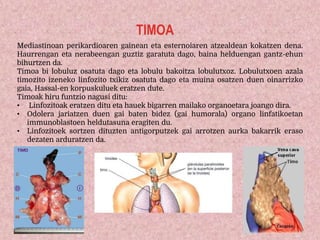 TIMOA
Mediastinoan perikardioaren gainean eta esternoiaren atzealdean kokatzen dena.
Haurrengan eta nerabeengan guztiz garatuta dago, baina helduengan gantz-ehun
bihurtzen da.
Timoa bi lobuluz osatuta dago eta lobulu bakoitza lobulutxoz. Lobulutxoen azala
timozito izeneko linfozito txikiz osatuta dago eta muina osatzen duen oinarrizko
gaia, Hassal-en korpuskuluek eratzen dute.
Timoak hiru funtzio nagusi ditu:
• Linfozitoak eratzen ditu eta hauek bigarren mailako organoetara joango dira.
• Odolera jariatzen duen gai baten bidez (gai humorala) organo linfatikoetan
immunoblastoen heldutasuna eragiten du.
• Linfozitoek sortzen dituzten antigorputzek gai arrotzen aurka bakarrik eraso
dezaten arduratzen da.
 