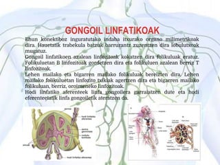 GONGOIL LINFATIKOAK
Ehun konektiboz inguratutako indaba itxurako organo milimetrikoak
dira. Hauetatik trabekula batzuk barrurantz zuzentzen dira lobulutxoak
mugatuz.
Gongoil linfatikoen azalean linfozitoak kokatzen dira folikuluak eratuz.
Folikuluetan B linfozitoak gordetzen dira eta folikuluen azalean berriz T
linfozitoak.
Lehen mailako eta bigarren mailako folikuluak bereizten dira. Lehen
mailako folikuluetan linfozito txikiak agertzen dira eta bigarren mailako
folikuluan, berriz, oroimeneko linfozitoak.
Hodi linfatiko aferenteek linfa gongoilera garraiatzen dute eta hodi
eferenteetatik linfa gongoiletik ateratzen da.
 