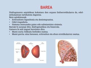 BAREA
Diafragmaren azpialdean kokatzen den organo linfoerretikularra da, odol-
zirkulazioan tartekatuta dagoena.
Bere eginkizunak:
• Eritrozitoen fagozitosia eta desintegrazioa.
• Odol-iragazketa.
• Sistema immuneko gaien edo substantzien sintesia.
Bareak bi aurpegi ditu: diafragmatikoa eta biszerala.
Gainera bi atal nagusi bereizten dira:
• Mami zuria: folikulu linfoidez osatua.
• Mami gorria: sinu benosoz, eritrozitoz eta ehun erretikularrez osatua.
 