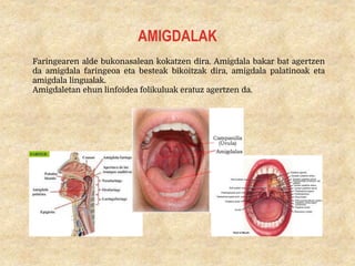 AMIGDALAK
Faringearen alde bukonasalean kokatzen dira. Amigdala bakar bat agertzen
da amigdala faringeoa eta besteak bikoitzak dira, amigdala palatinoak eta
amigdala lingualak.
Amigdaletan ehun linfoidea folikuluak eratuz agertzen da.
 