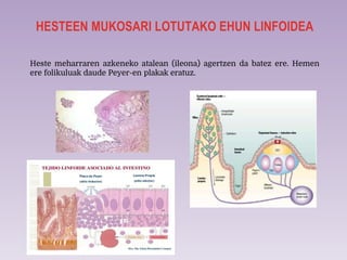 HESTEEN MUKOSARI LOTUTAKO EHUN LINFOIDEA
Heste meharraren azkeneko atalean (ileona) agertzen da batez ere. Hemen
ere folikuluak daude Peyer-en plakak eratuz.
 
