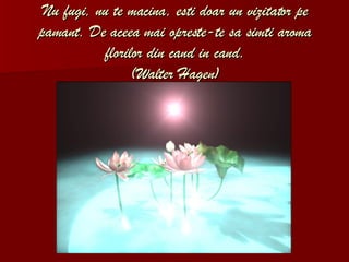 Nu fugi, nu te macina, esti doar un vizitator pe pamant. De aceea mai opreste-te sa simti aroma florilor din cand in cand. (Walter Hagen) 