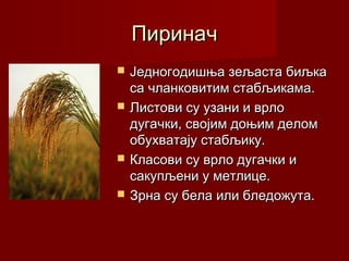 Пиринач
   Једногодишња зељаста биљка
    са чланковитим стабљикама.
   Листови су узани и врло
    дугачки, својим доњим делом
    обухватају стабљику.
   Класови су врло дугачки и
    сакупљени у метлице.
   Зрна су бела или бледожута.
 