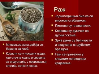 Раж
                                     Једногодишња биљка са
                                      високом стабљиком.
                                     Листови су плавичасти.
                                     Класови су дугачки са
                                      дугим оскама.
                                     Зрна ражи су беличаста
   Млевењем зрна добија се           и издужена са дубоком
    брашно за хлеб.                   браздом.
   Користи се у исхрани људи,       Гаји се претежно у
    као сточна храна и сиовина        хладним неплодним
    за индустрију, у производњи       крајевима.
    вискија, вотке и кваса.
 