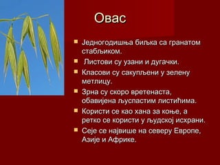 Овас
   Једногодишња биљка са гранатом
    стабљиком.
    Листови су узани и дугачки.
   Класови су сакупљени у зелену
    метлицу.
   Зрна су скоро вретенаста,
    обавијена љуспастим листићима.
   Користи се као хана за коње, а
    ретко се користи у људској исхрани.
   Сеје се највише на северу Европе,
    Азије и Африке.
 