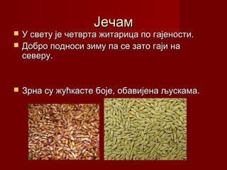 Јечам
   У свету је четврта житарица по гајености.
   Добро подноси зиму па се зато гаји на
    северу.


   Зрна су жућкасте боје, обавијена љускама.
 