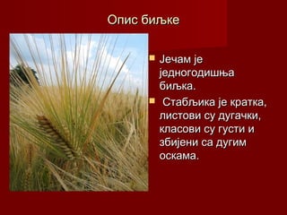 Опис биљке

        Јечам је
         једногодишња
         биљка.
         Стабљика је кратка,
         листови су дугачки,
         класови су густи и
         збијени са дугим
         оскама.
 