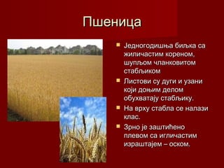 Пшеница
      Једногодишња биљка са
       жиличастим кореном,
       шупљом чланковитом
       стабљиком
      Листови су дуги и узани
       који доњим делом
       обухватају стабљику.
      На врху стабла се налази
       клас.
      Зрно је заштићено
       плевом са игличастим
       израштајем – оском.
 