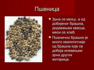 Пшеница
      Зрна се мељу, а од
       добијеног брашна,
       додавањем квасца,
       меси се хлеб.
      Пшенично брашно је
       много квалитетније
       од брашна које се
       добија млевењем
       зрна других
       житарица.
 