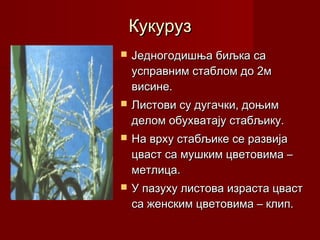 Кукуруз
   Једногодишња биљка са
    усправним стаблом до 2м
    висине.
   Листови су дугачки, доњим
    делом обухватају стабљику.
   На врху стабљике се развија
    цваст са мушким цветовима –
    метлица.
   У пазуху листова израста цваст
    са женским цветовима – клип.
 