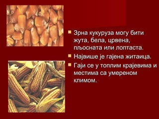    Зрна кукуруза могу бити
    жута, бела, црвена,
    пљосната или лоптаста.
   Највише је гајена житаица.
   Гаји се у топлим крајевима и
    местима са умереном
    климом.
 