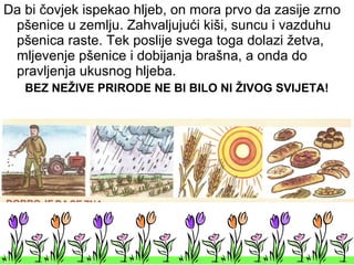 Da bi čovjek ispekao hljeb, on mora prvo da zasije zrno
pšenice u zemlju. Zahvaljujući kiši, suncu i vazduhu
pšenica raste. Tek poslije svega toga dolazi žetva,
mljevenje pšenice i dobijanja brašna, a onda do
pravljenja ukusnog hljeba.
BEZ NEŽIVE PRIRODE NE BI BILO NI ŽIVOG SVIJETA!
 