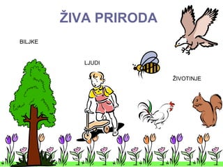 ŽIVA PRIRODA
BILJKE
LJUDI
ŽIVOTINJE
 