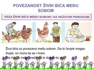 POVEZANOST ŽIVIH BIĆA MEĐU
SOBOM
Živa bića su povezana među sobom. Da bi čovjek mogao
živjeti, on mora da se i hrani.
Šta čovjek treba uraditi da bi došao do jaja?
 