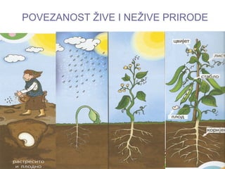 POVEZANOST ŽIVE I NEŽIVE PRIRODE
 