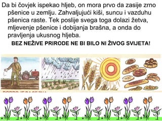Da bi čovjek ispekao hljeb, on mora prvo da zasije zrno
pšenice u zemlju. Zahvaljujući kiši, suncu i vazduhu
pšenica raste. Tek poslije svega toga dolazi žetva,
mljevenje pšenice i dobijanja brašna, a onda do
pravljenja ukusnog hljeba.
BEZ NEŽIVE PRIRODE NE BI BILO NI ŽIVOG SVIJETA!
 