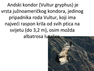 Andski kondor (Vultur gryphus) je
vrsta južnoameričkog kondora, jedinog
pripadnika roda Vultur, koji ima
najveći raspon krila od svih ptica na
svijetu (do 3,2 m), osim možda
albatrosa lutalice.

 