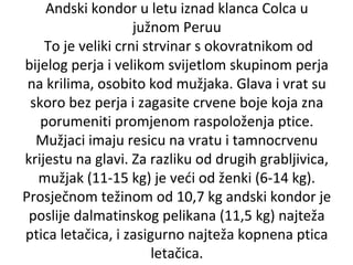 Andski kondor u letu iznad klanca Colca u
južnom Peruu
To je veliki crni strvinar s okovratnikom od
bijelog perja i velikom svijetlom skupinom perja
na krilima, osobito kod mužjaka. Glava i vrat su
skoro bez perja i zagasite crvene boje koja zna
porumeniti promjenom raspoloženja ptice.
Mužjaci imaju resicu na vratu i tamnocrvenu
krijestu na glavi. Za razliku od drugih grabljivica,
mužjak (11-15 kg) je veći od ženki (6-14 kg).
Prosječnom težinom od 10,7 kg andski kondor je
poslije dalmatinskog pelikana (11,5 kg) najteža
ptica letačica, i zasigurno najteža kopnena ptica
letačica.

 
