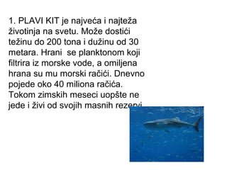 1. PLAVI KIT je najveća i najteža
životinja na svetu. Može dostići
težinu do 200 tona i dužinu od 30
metara. Hrani se planktonom koji
filtrira iz morske vode, a omiljena
hrana su mu morski račići. Dnevno
pojede oko 40 miliona račića.
Tokom zimskih meseci uopšte ne
jede i živi od svojih masnih rezervi.

 