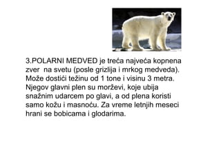 3.POLARNI MEDVED je treća najveća kopnena
zver na svetu (posle grizlija i mrkog medveda).
Može dostići težinu od 1 tone i visinu 3 metra.
Njegov glavni plen su morževi, koje ubija
snažnim udarcem po glavi, a od plena koristi
samo kožu i masnoću. Za vreme letnjih meseci
hrani se bobicama i glodarima.

 