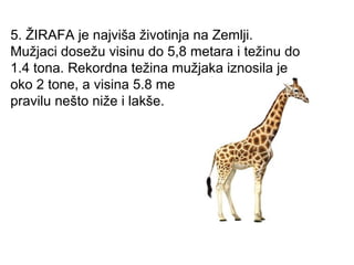 5. ŽIRAFA je najviša životinja na Zemlji.
Mužjaci dosežu visinu do 5,8 metara i težinu do
1.4 tona. Rekordna težina mužjaka iznosila je
oko 2 tone, a visina 5.8 metara. Ženke su po
pravilu nešto niže i lakše.

 