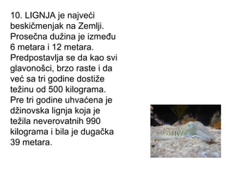 10. LIGNJA je najveći
beskičmenjak na Zemlji.
Prosečna dužina je između
6 metara i 12 metara.
Predpostavlja se da kao svi
glavonošci, brzo raste i da
već sa tri godine dostiže
težinu od 500 kilograma.
Pre tri godine uhvaćena je
džinovska lignja koja je
težila neverovatnih 990
kilograma i bila je dugačka
39 metara.

 