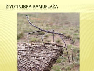 ŽIVOTINJSKA KAMUFLAŽA

 