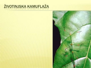 ŽIVOTINJSKA KAMUFLAŽA

 