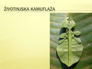 ŽIVOTINJSKA KAMUFLAŽA

 