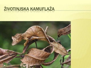 ŽIVOTINJSKA KAMUFLAŽA

 