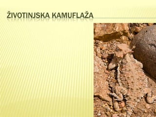 ŽIVOTINJSKA KAMUFLAŽA

 