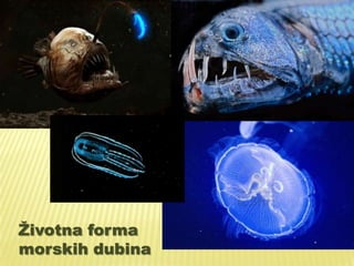 Životna forma
morskih dubina

 