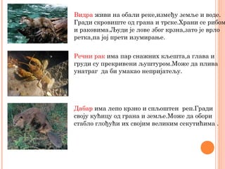 Видра живи на обали реке,између земље и воде.
Гради скровиште од грана и трске.Храни се рибом
и раковима.Људи је лове због крзна,зато је врло
ретка,па јој прети изумирање.
Речни рак има пар снажних кљешта,а глава и
груди су прекривени љуштуром.Може да плива
унатраг да би умакао непријатељу.
Дабар има лепо крзно и спљоштен реп.Гради
своју кућицу од грана и земље.Може да обори
стабло глођући их својим великим секутићима .
 