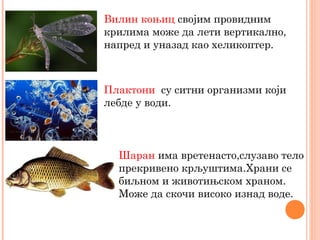 Вилин коњиц својим провидним
крилима може да лети вертикално,
напред и уназад као хеликоптер.
Плактони су ситни организми који
лебде у води.
Шаран има вретенасто,слузаво тело
прекривено крљуштима.Храни се
биљном и животињском храном.
Може да скочи високо изнад воде.
 