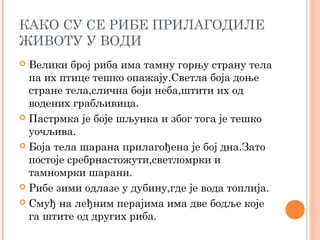 КАКО СУ СЕ РИБЕ ПРИЛАГОДИЛЕ
ЖИВОТУ У ВОДИ
 Велики број риба има тамну горњу страну тела
па их птице тешко опажају.Светла боја доње
стране тела,слична боји неба,штити их од
водених грабљивица.
 Пастрмка је боје шљунка и због тога је тешко
уочљива.
 Боја тела шарана прилагођена је бој дна.Зато
постоје сребрнастожути,светломрки и
тамномрки шарани.
 Рибе зими одлазе у дубину,где је вода топлија.
 Смуђ на леђним перајима има две бодље које
га штите од других риба.
 