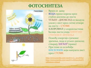- Врши се дању
- ВОДА преко корена кроз
  стабло доспева до листа
- УГЉЕН –ДИОКСИД из ваздуха
  улази у лист кроз ситне отворе
  на листу – СТОМЕ
- ХЛОРОФИЛ у хлоропластима
  ћелија листа упија ЕНЕРГИЈУ
  СУНЧЕВОГ ЗРАЧЕЊА
- Помоћу енергије сунчевог
  зрачења, вода и угљен-диоксид
  стварају ШЕЋЕР (храна)
- При томе се ослобађа
  КИСЕОНИК који напушта лист
  кроз СТОМЕ.
песмица
http://www.youtube.com/watch?v=C1_uez5WX1o
http://www.youtube.com/watch?v=tSHmwIZ9FN
w&feature=related
 