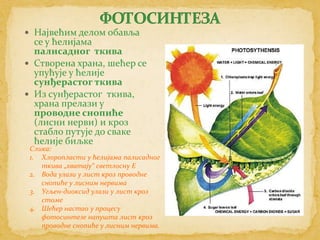  Највећим делом обавља
  се у ћелијама
  палисадног ткива
 Створена храна, шећер се
  упућује у ћелије
  сунђерастог ткива
 Из сунђерастог ткива,
  храна прелази у
  проводне снопиће
  (лисни нерви) и кроз
  стабло путује до сваке
  ћелије биљке
 Слика:
 1. Хлоропласти у ћелијама палисадног
    ткива „хватају“ светлосну Е
 2. Вода улази у лист кроз проводне
    снопиће у лисним нервима
 3. Угљен-диоксид улази у лист кроз
    стоме
 4. Шећер настао у процесу
    фотосинтезе напушта лист кроз
    проводне снопиће у лисним нервима.
 
