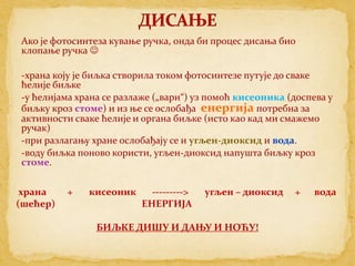 Ако је фотосинтеза кување ручка, онда би процес дисања био
клопање ручка 

-храна коју је биљка створила током фотосинтезе путује до сваке
ћелије биљке
-у ћелијама храна се разлаже („вари“) уз помоћ кисеоника (доспева у
биљку кроз стоме) и из ње се ослобађа енергија потребна за
активности сваке ћелије и органа биљке (исто као кад ми смажемо
ручак)
-при разлагању хране ослобађају се и угљен-диоксид и вода.
-воду биљка поново користи, угљен-диоксид напушта биљку кроз
стоме.


 храна    +   кисеоник     --------->   угљен – диоксид   +    вода
(шећер)                  ЕНЕРГИЈА

                БИЉКЕ ДИШУ И ДАЊУ И НОЋУ!
 